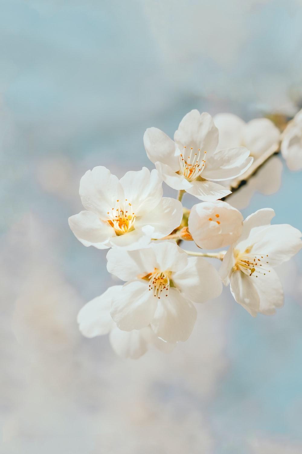 1000x1500 Cherry Blossom Wallpaper: Free HD Download [HQ]