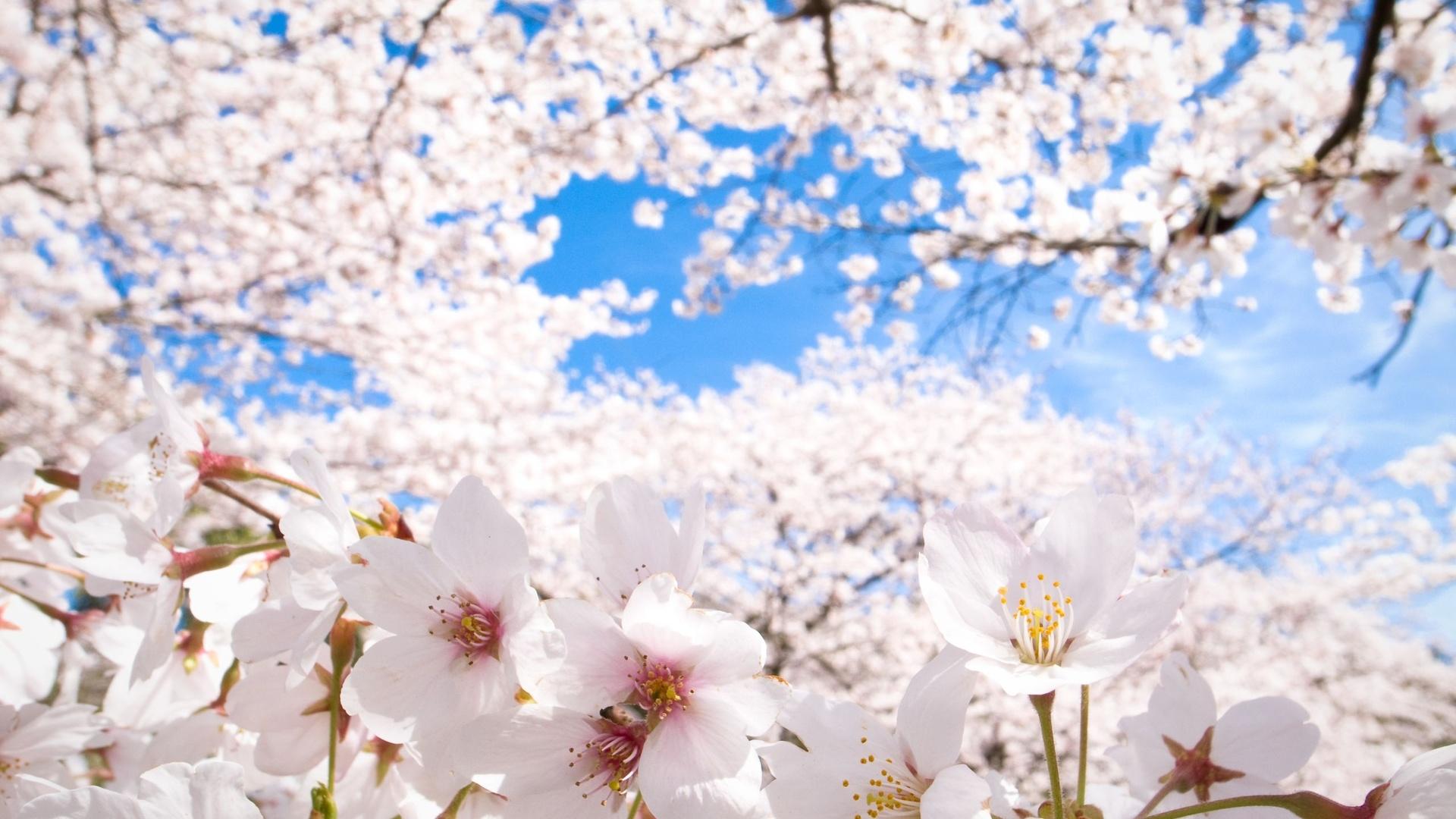 1920x1080 Wonderful HD Sakura Wallpaper