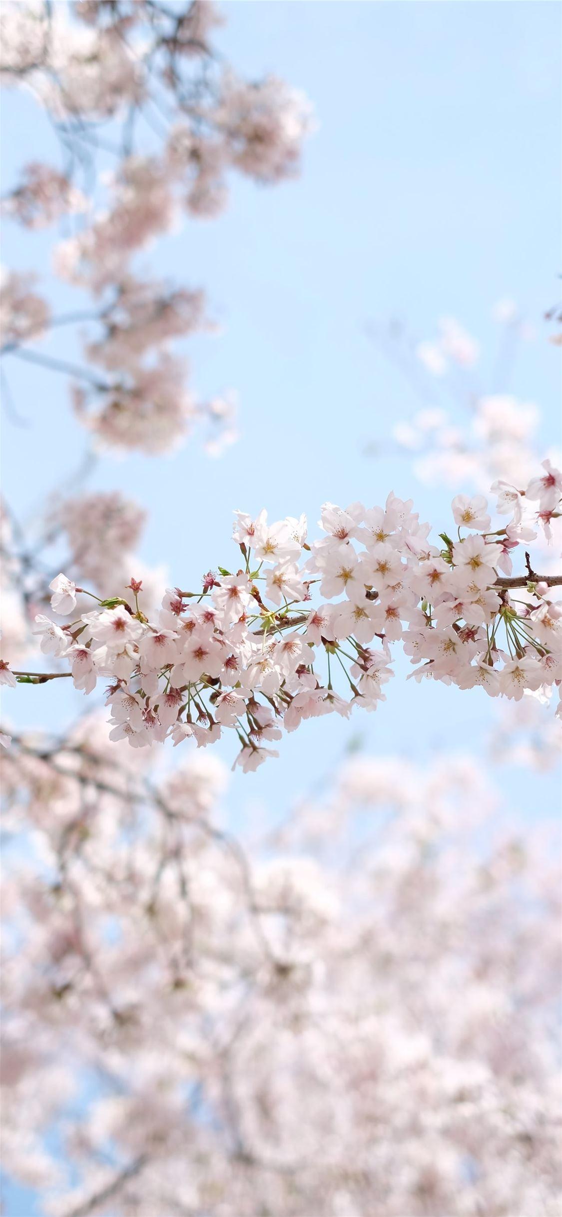 White Sakura Wallpapers - Top Free White Sakura Backgrounds ...