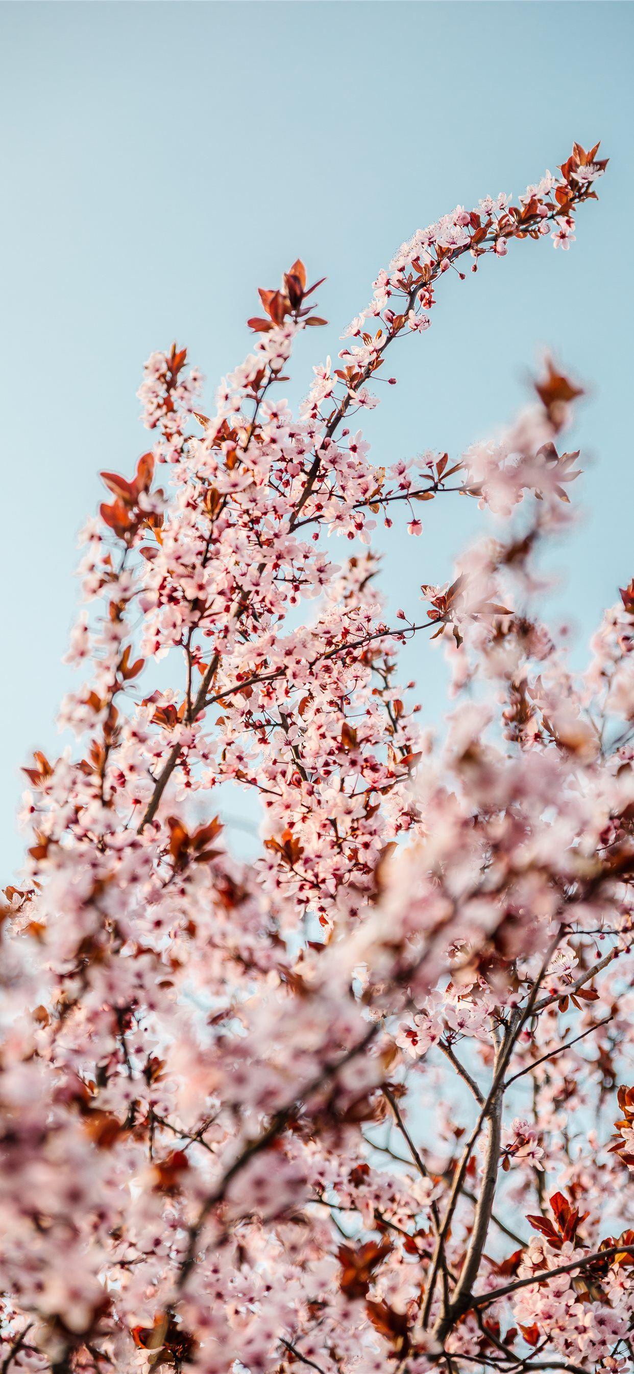 1242x2688 white cherry blossom tree during daytime iPhone X Wallpaper Free Download