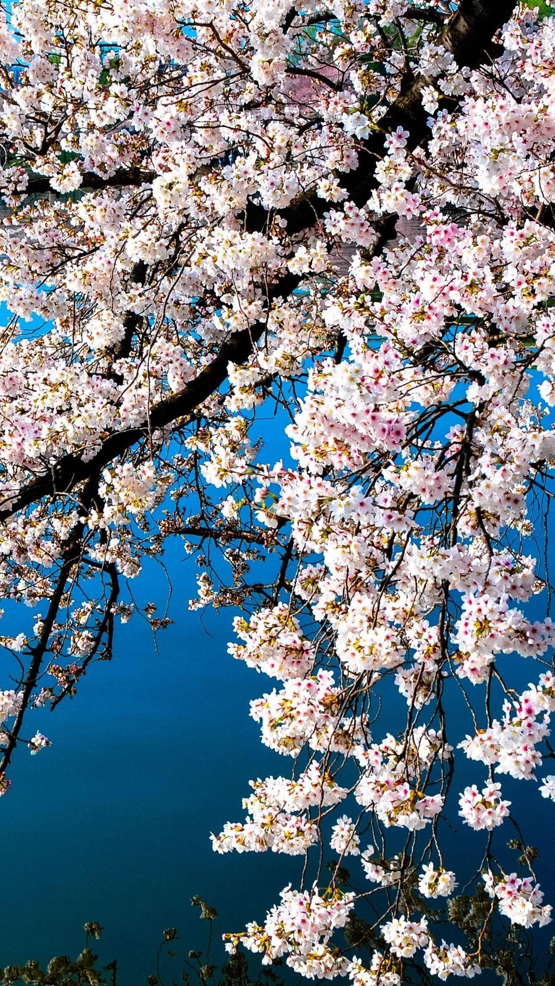 1080x1920 Beautiful White Sakura Bloom, Spring, Lake 1080x1920 IPhone 8 7 6 6S Plus Wallpaper, Background, Picture, Image