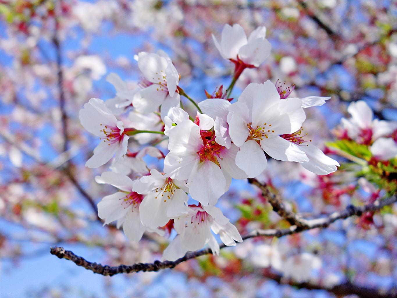 White Sakura Wallpapers - Top Free White Sakura Backgrounds ...