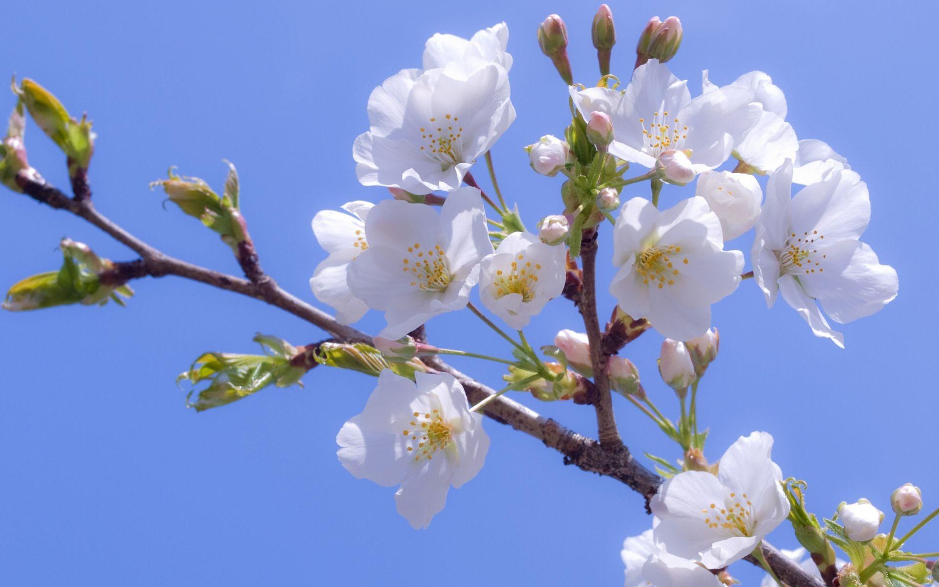 White Sakura Wallpapers - Top Free White Sakura Backgrounds ...