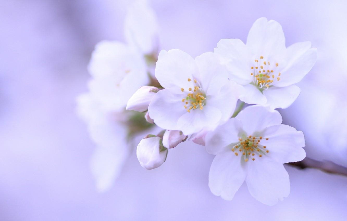 1332x850 Wallpaper macro, flowers, cherry, sprig, background, tree, lilac, petals, Sakura, white, buds image for desktop, section цветы