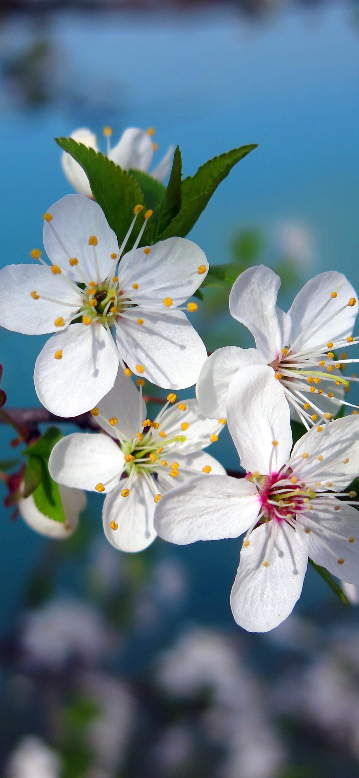 1242x2688 iPhone Wallpaper White Cherry Flowers Bloom, Spring iPhone 7 Cherry Blossom