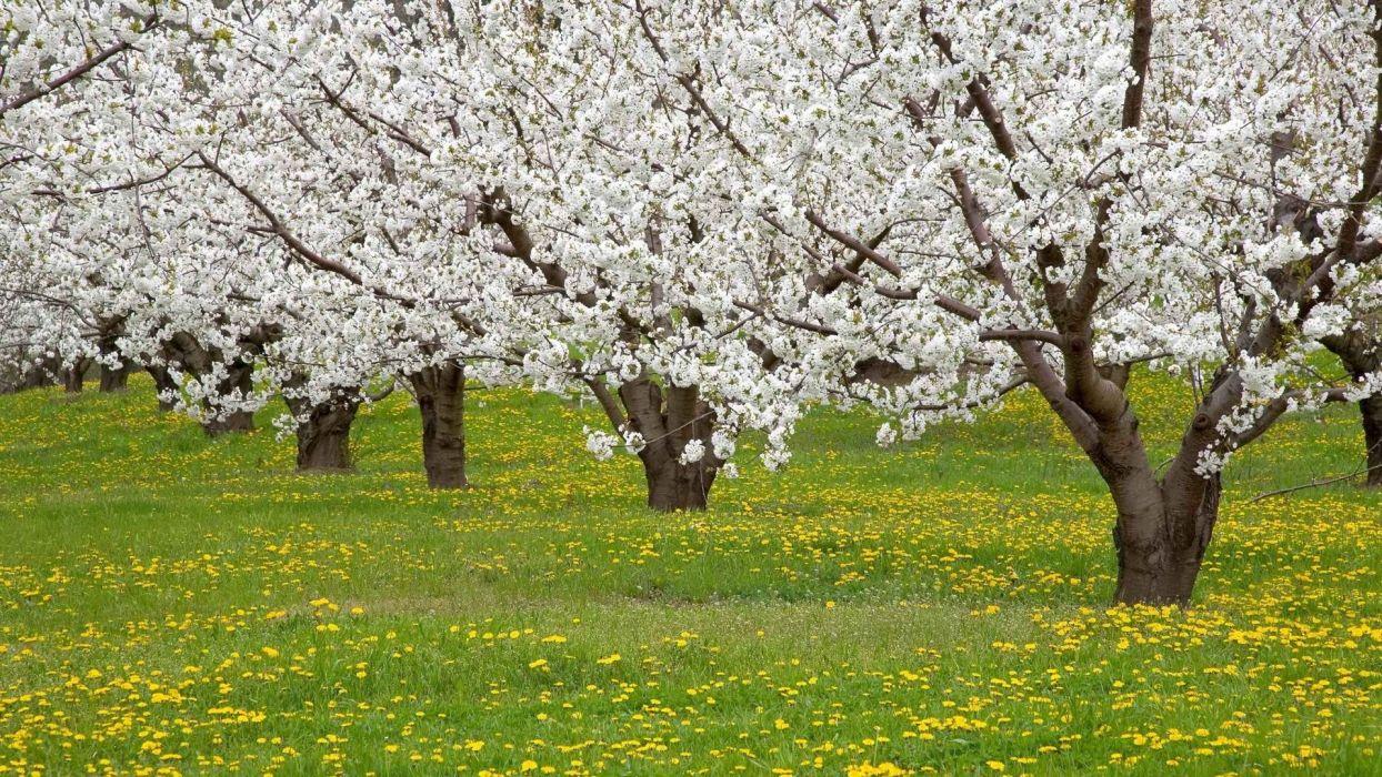 1244x700 Tree beauty nature beautiful flower white spring sakura wallpaperx1080