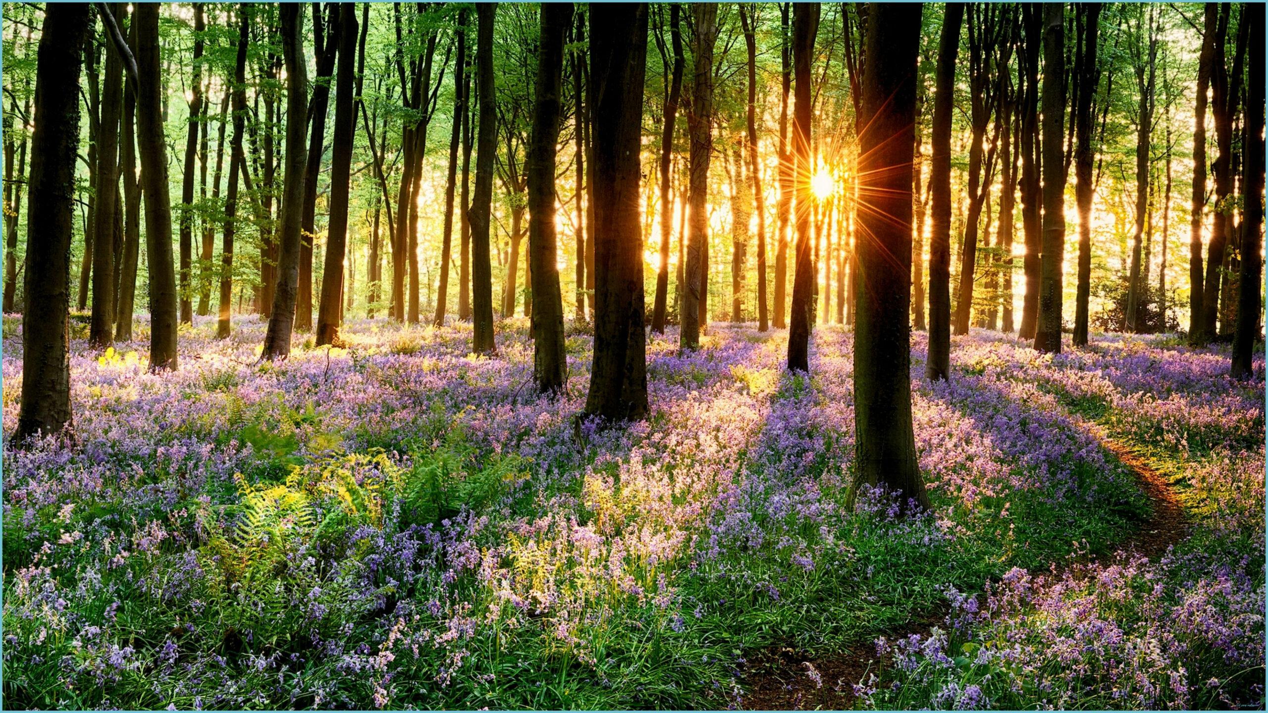 2560x1440 Pin By Dorothy Jacques On Desktop Wallpaper Spring Forest Spring Wallpaper