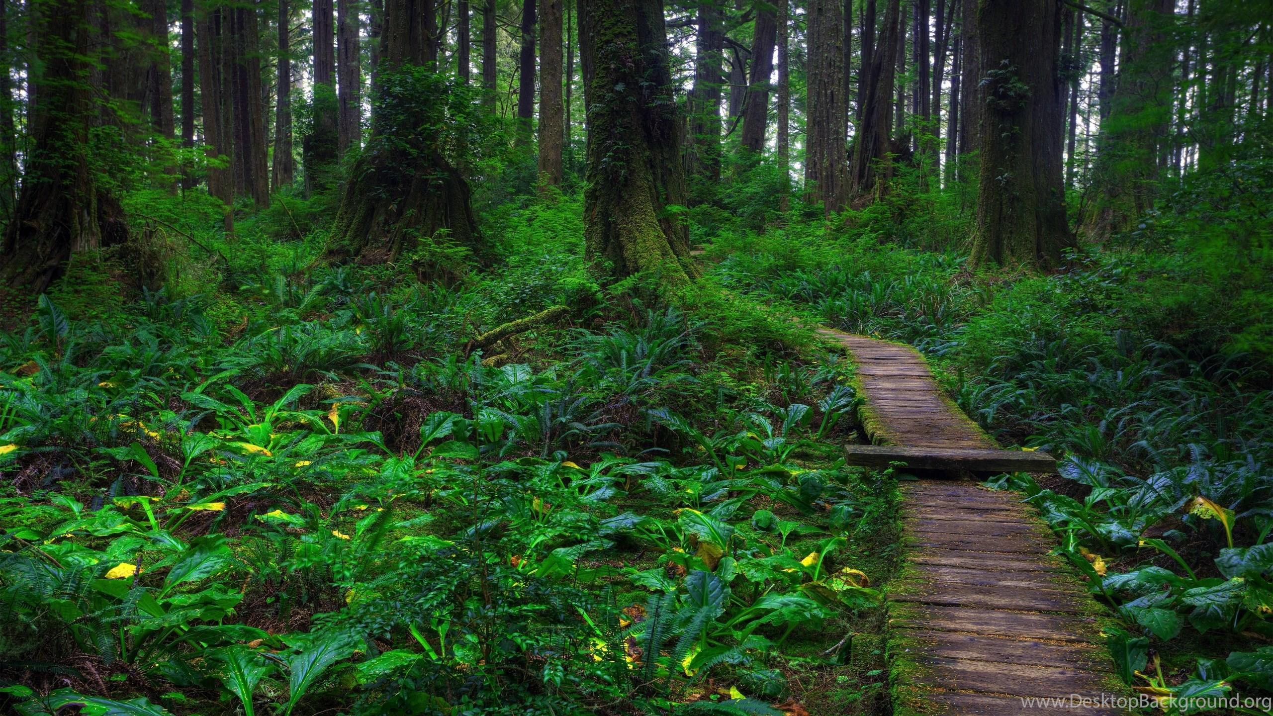 2560x1440 Best HD Spring Forest Background Wallpaper Desktop Background