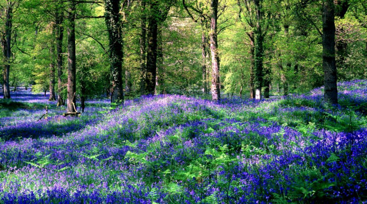 1284x714 Spring Forest Wallpaper HD