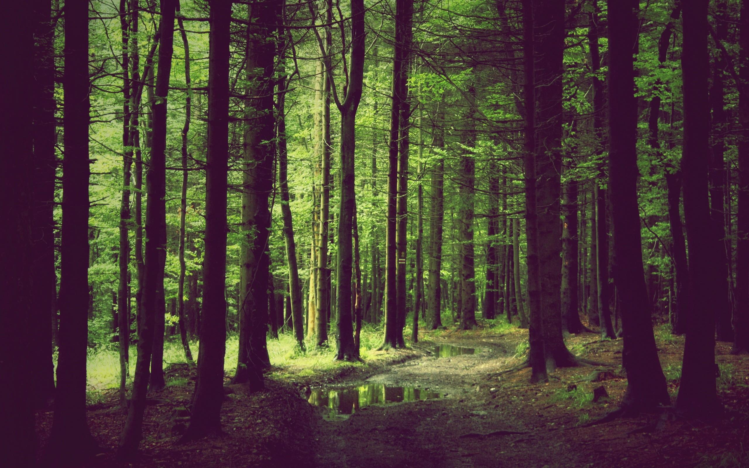 2560x1600 Spring Forest wallpaper. Spring Forest