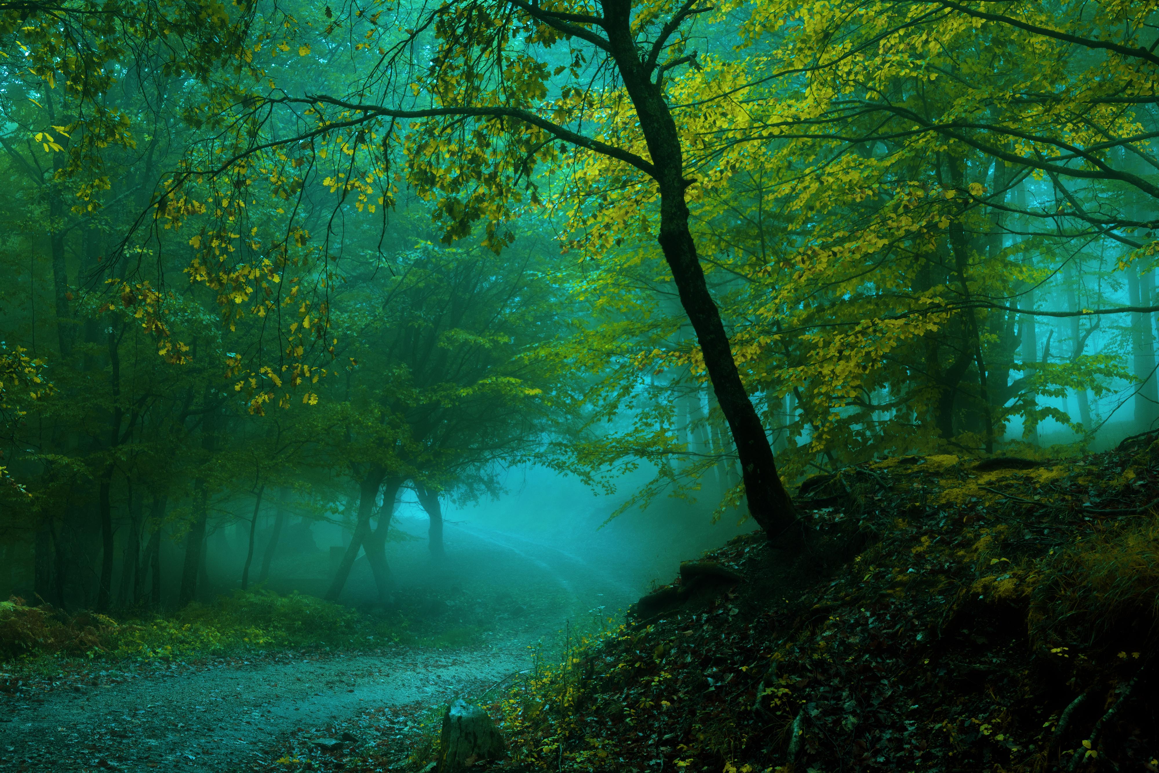 4000x2667 K, #Fog, #Pathway, #Forest, #Spring. Mocah HD Wallpaper