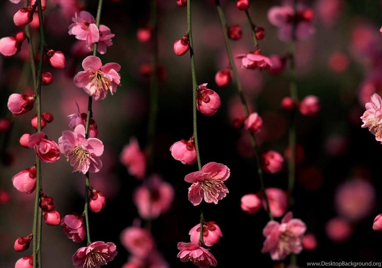1280x900 Wallpaper For Cherry Blossom Wallpaper Desktop Desktop Background