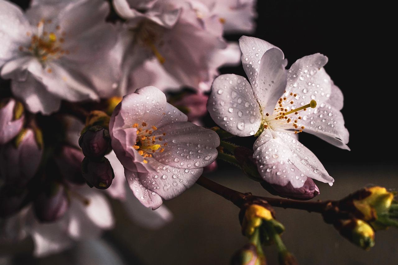 1280x853 Cherry Blossoms Branch Pink