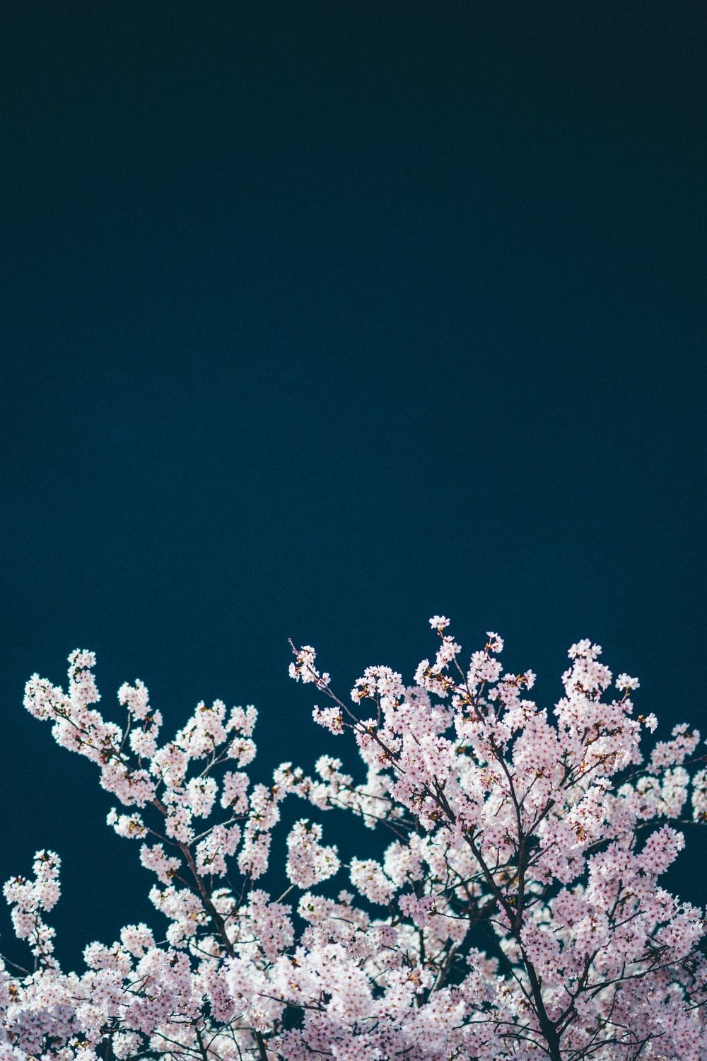 1000x1500 white cherry blossom tree during night time photo