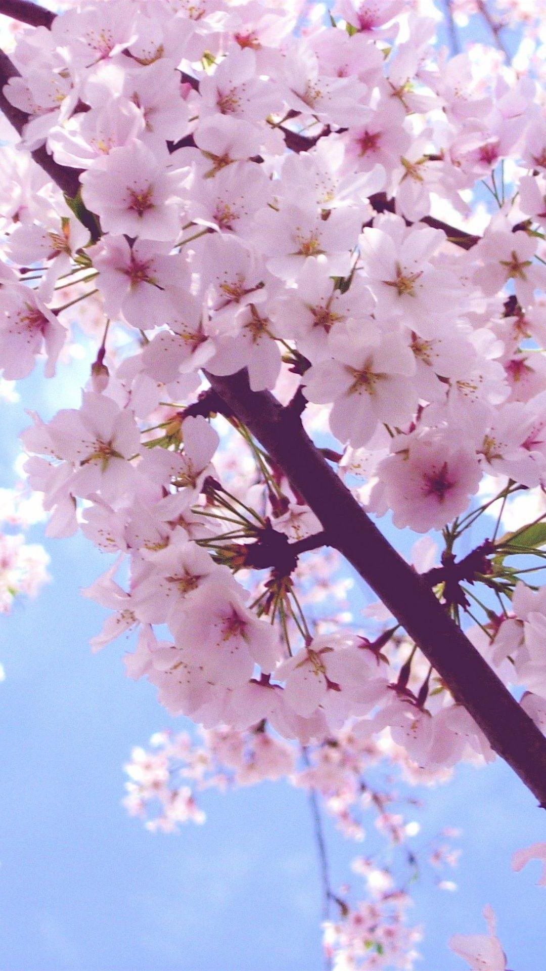 1080x1920 Cherry Blossom Wallpaper