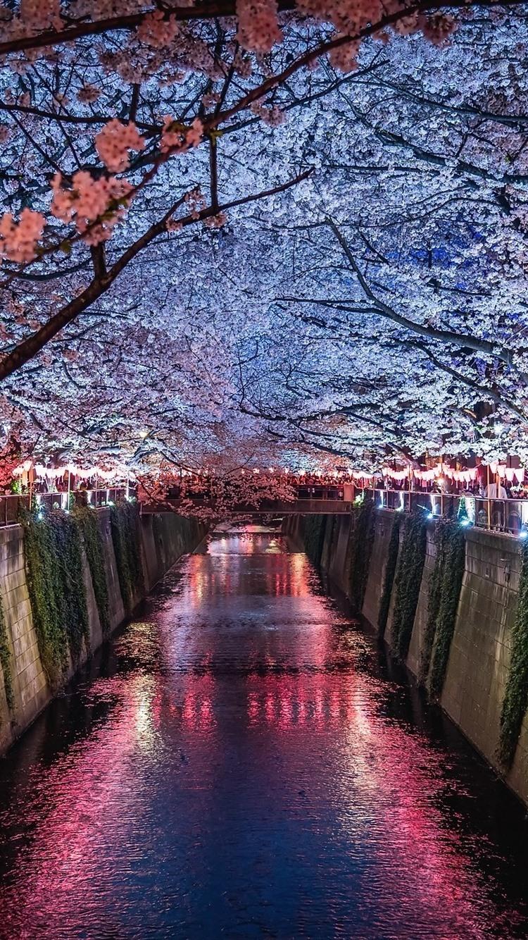 750x1334 Japan, Sakura, River, Night, Lights 750x1334 IPhone 8 7 6 6S Wallpaper, Background, Picture, Image