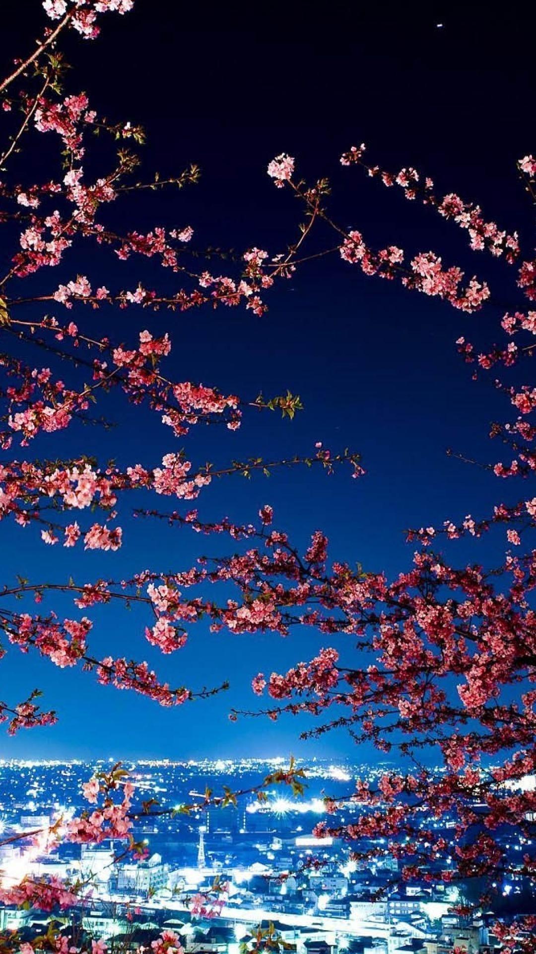1080x1920 Cherry Blossom iPhone Wallpaper