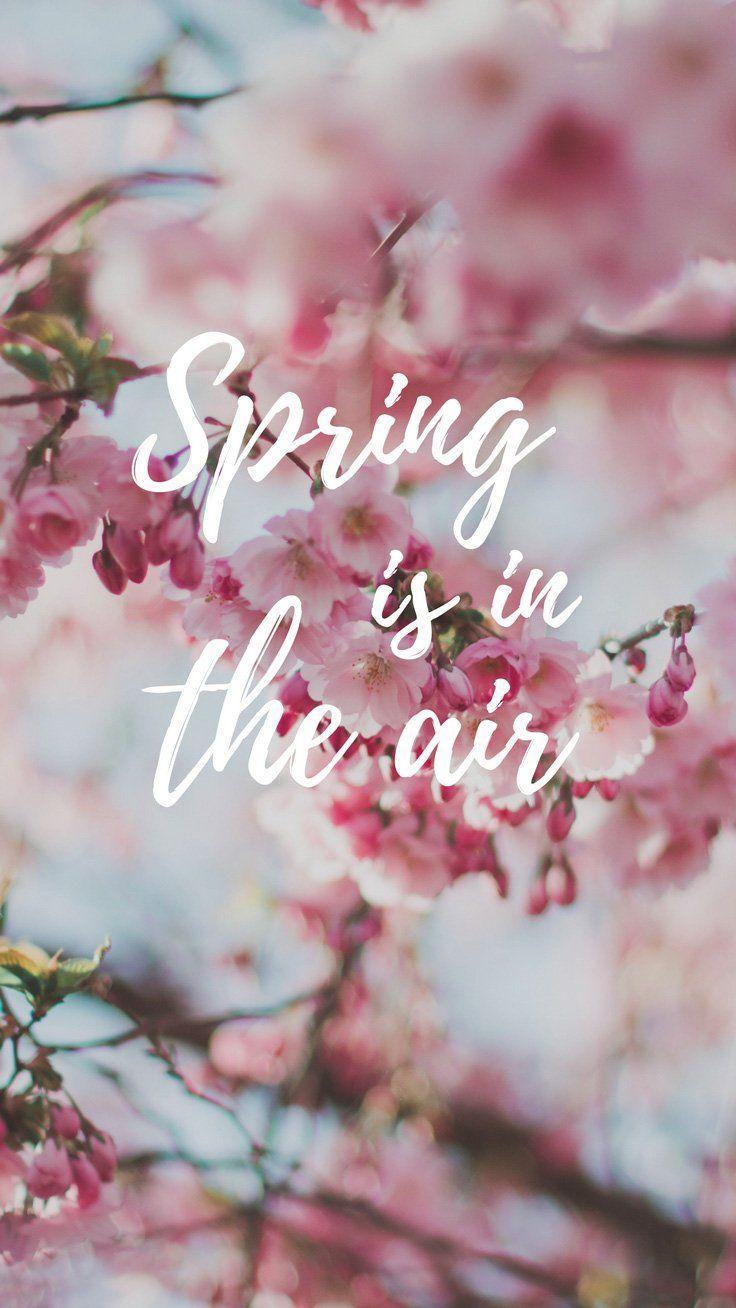 736x1308 Sakura iPhone Wallpaper