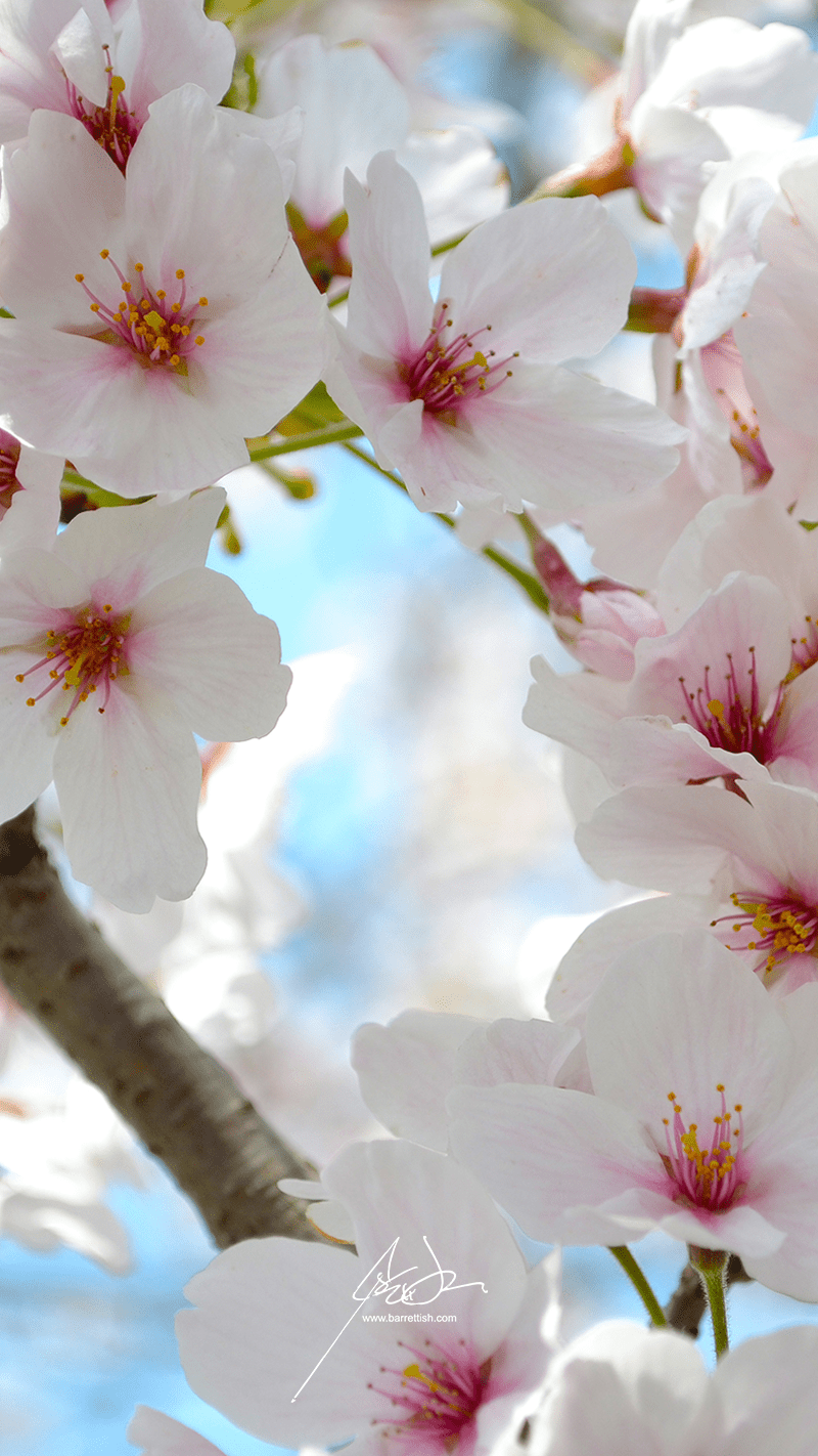 800x1422 Free Japanese Cherry Blossom Smartphone Wallpaper