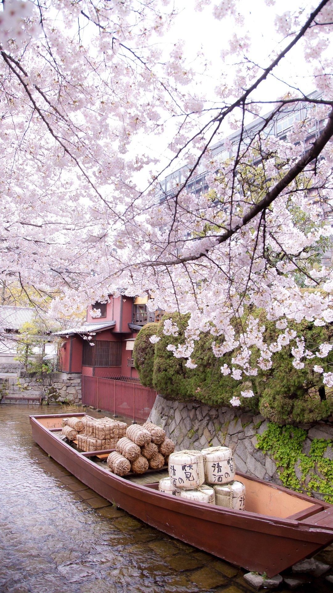 1080x1920 Waterside cherry blossoms