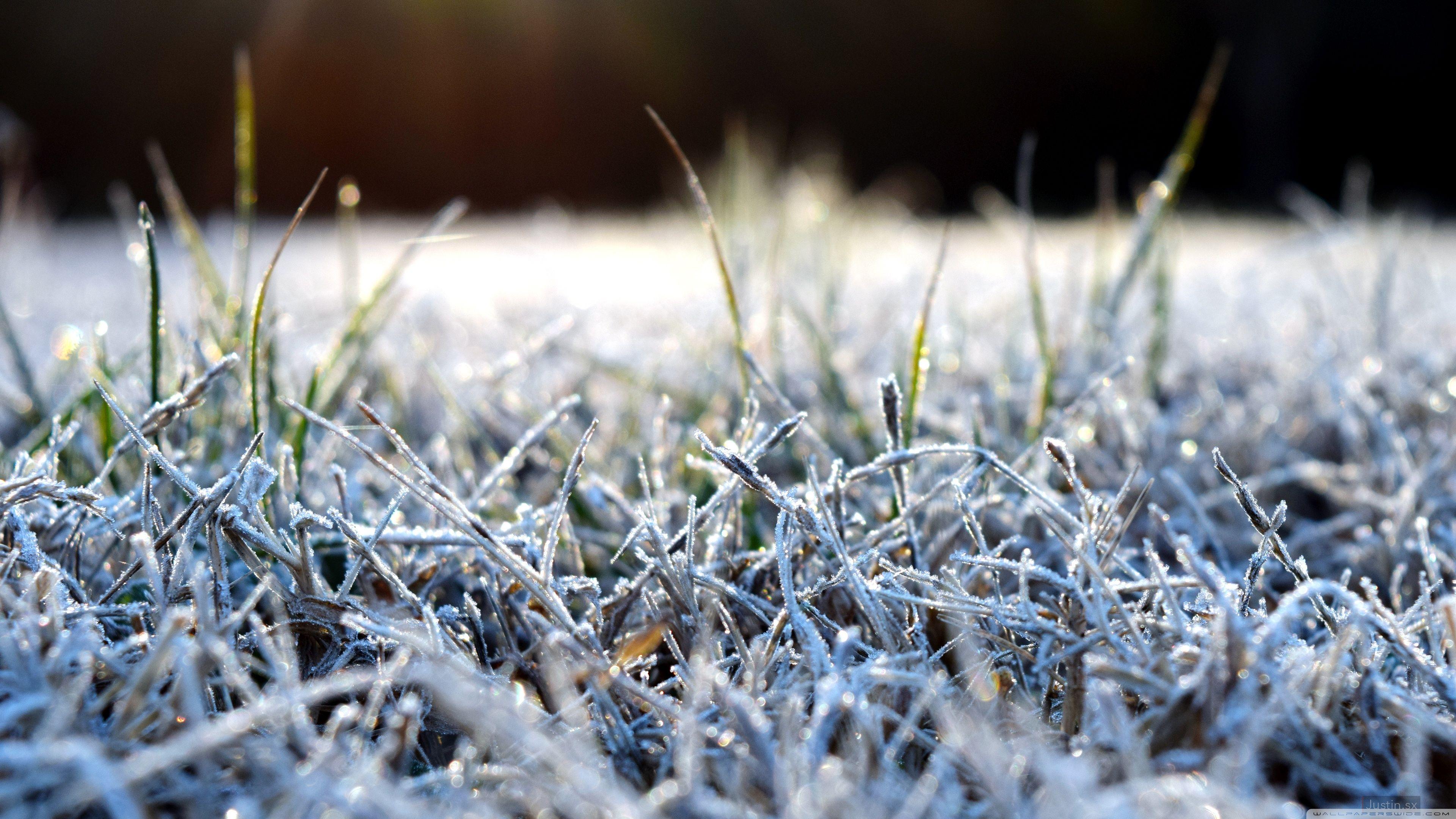3840x2160 4K HD Frosted Grass Desktop ❤ 4K HD Desktop Wallpaper for • Dual