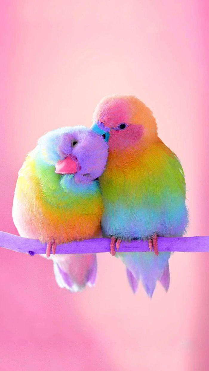 700x1244 Pick a Rainbow Wallpaper to Bring Some Color Into Your Life