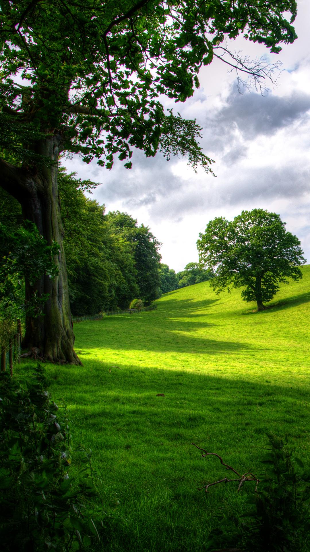 1080x1920 Free HD Green Park Phone Wallpaper.5584