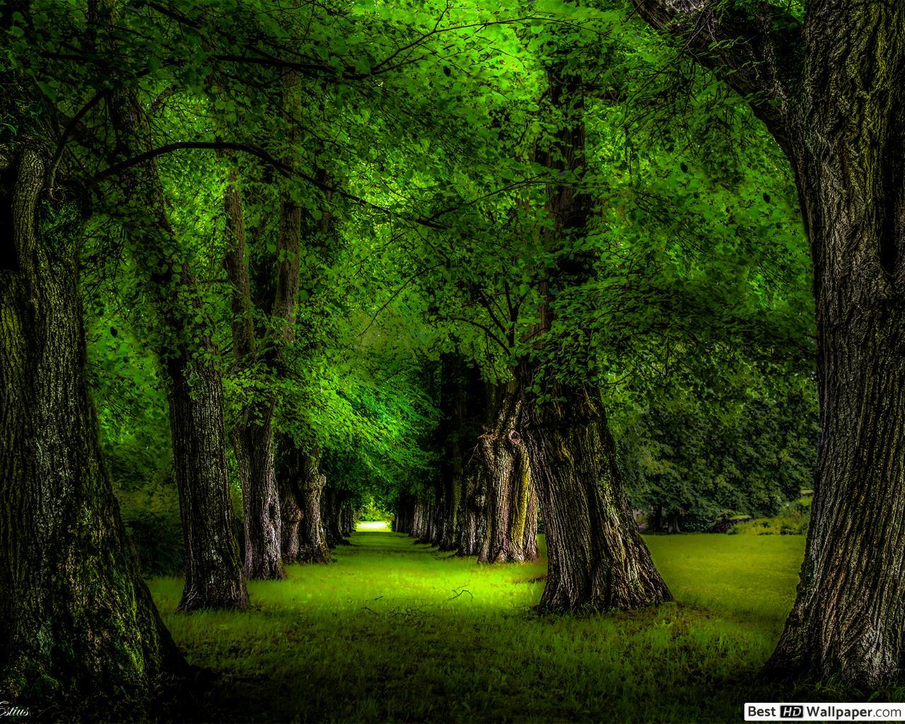 Green Park Wallpapers Top Free Green Park Backgrounds Wallpaperaccess