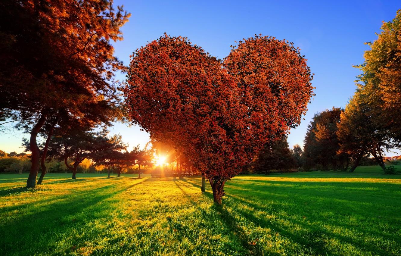 1332x850 Wallpaper grass, the sun, love, sunset, Park, tree, green, heart, love, heart, sunset, tree image for desktop, section природа