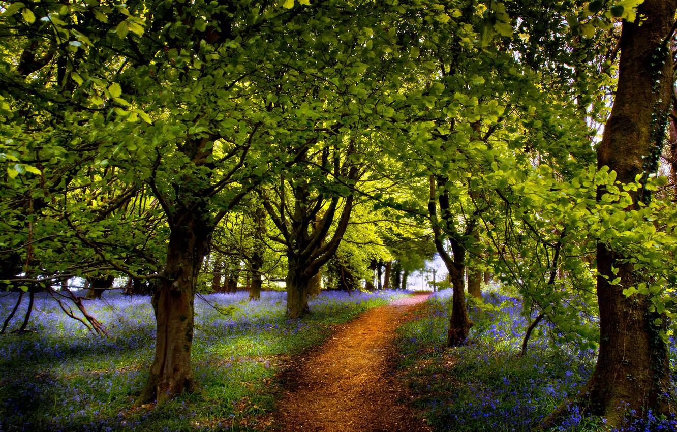 1332x850 Download Nature Park Wallpaper