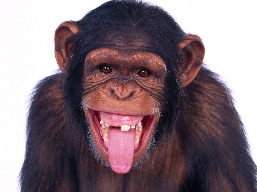 1024x768 Ugly Monkey Wallpaper