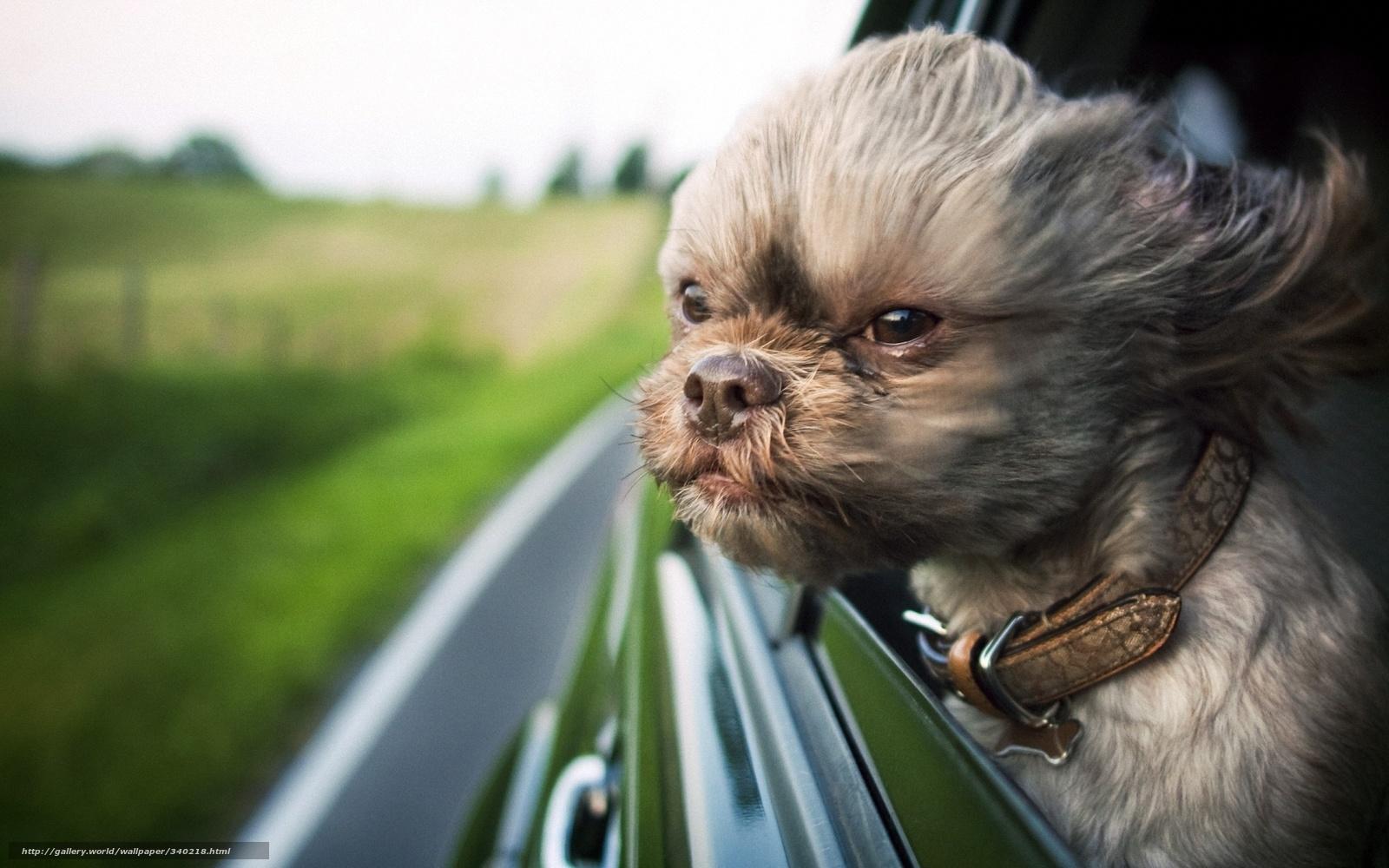 1600x1000 Free download wallpaper dog wind in his ugly face desktop wallpaper [1600x1000] for your Desktop, Mobile & Tablet. Explore Ugly Wallpaper for Desktop. Ugly Animal Wallpaper, Wallpaper 1920X1080funny Cats