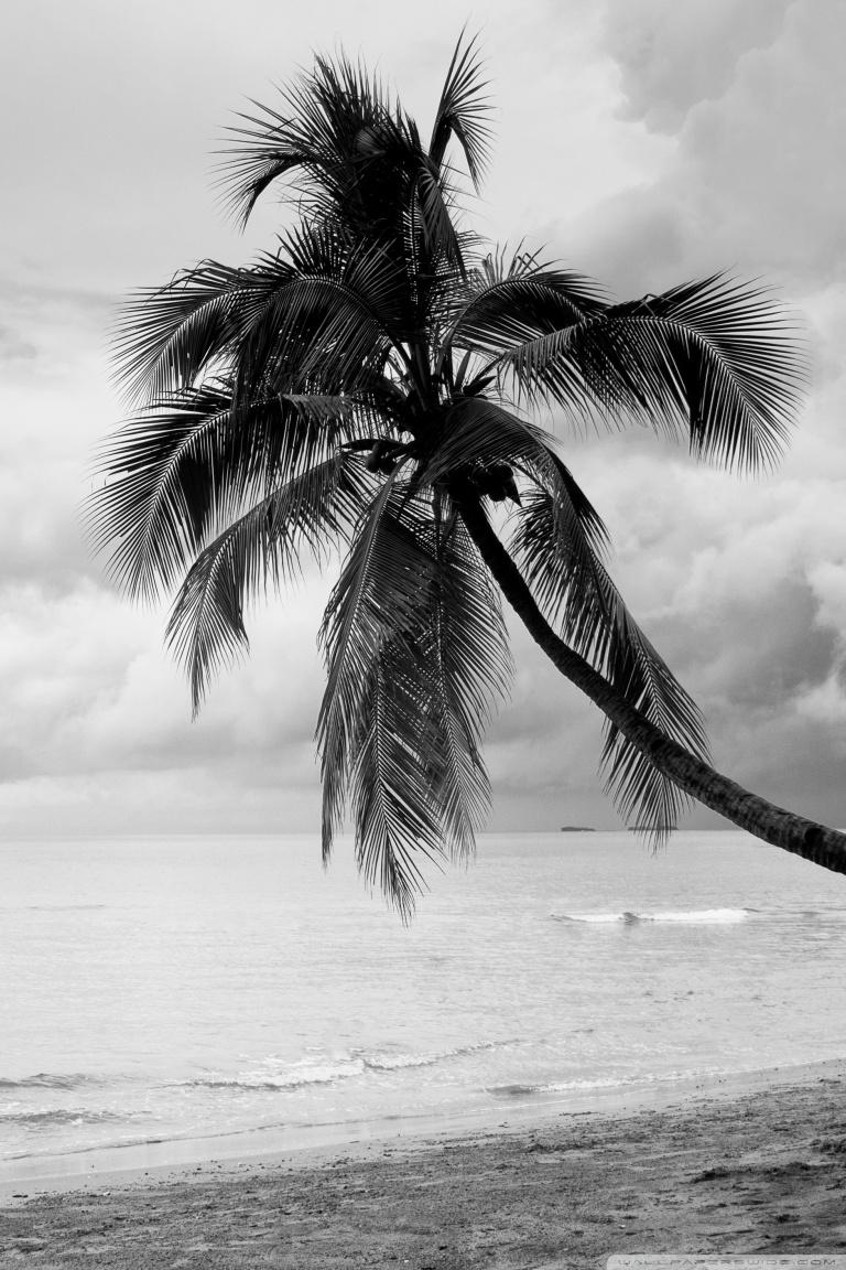 768x1152 Coconut Tree Wallpaper iPhone