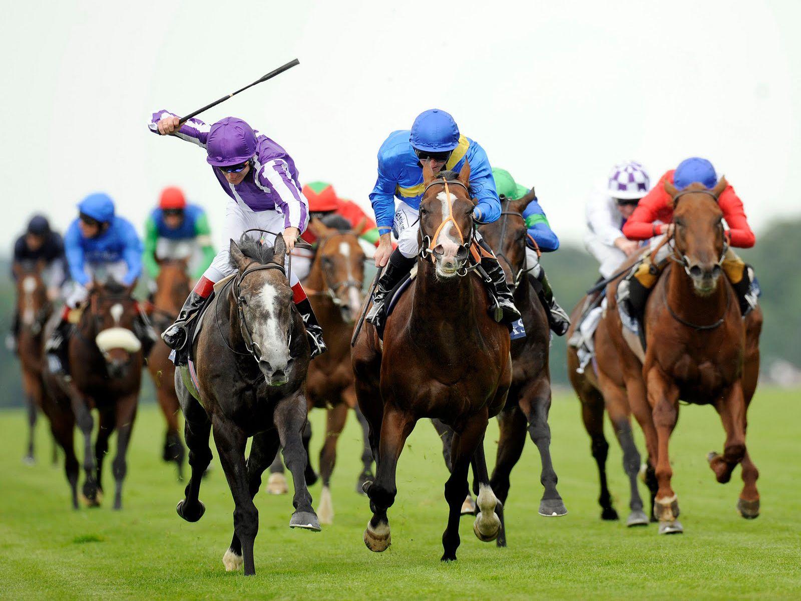 1600x1200 Famous Thoroughbred Racehorses. Free horses, Horses, Horse racing