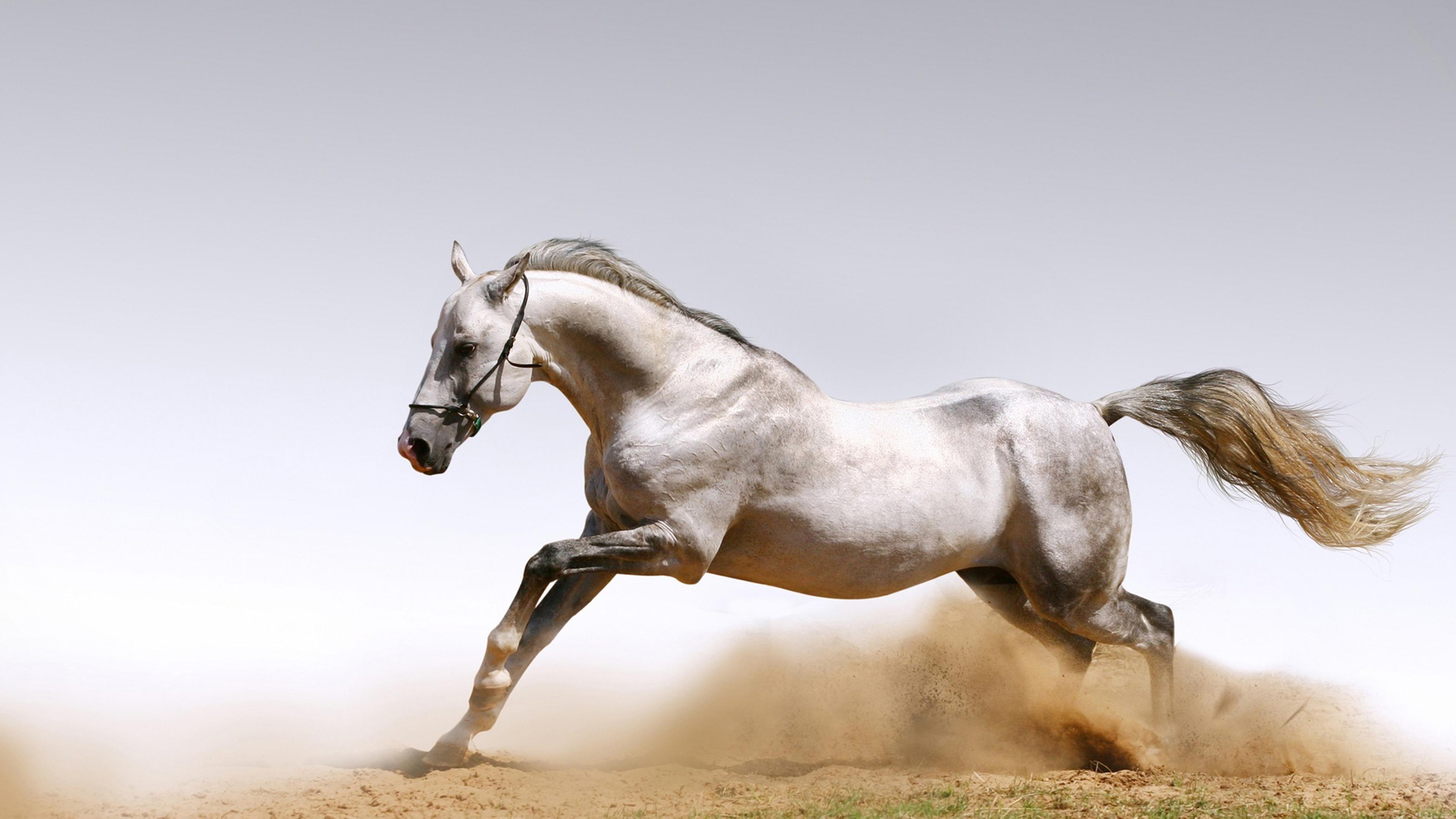 3840x2160 White Horse Racing Galloping Wallpaper HD 3840x2160 :