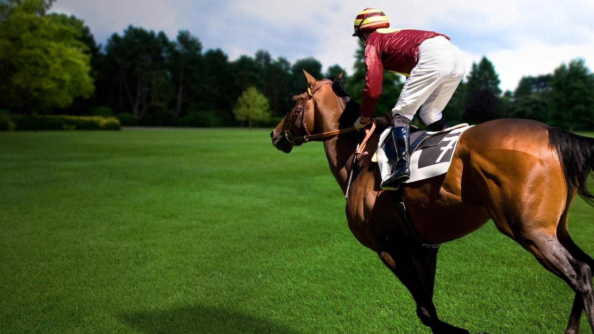 1920x1080 1920x1080 Sports, Equestrian, Horse, Rider wallpaper JPG