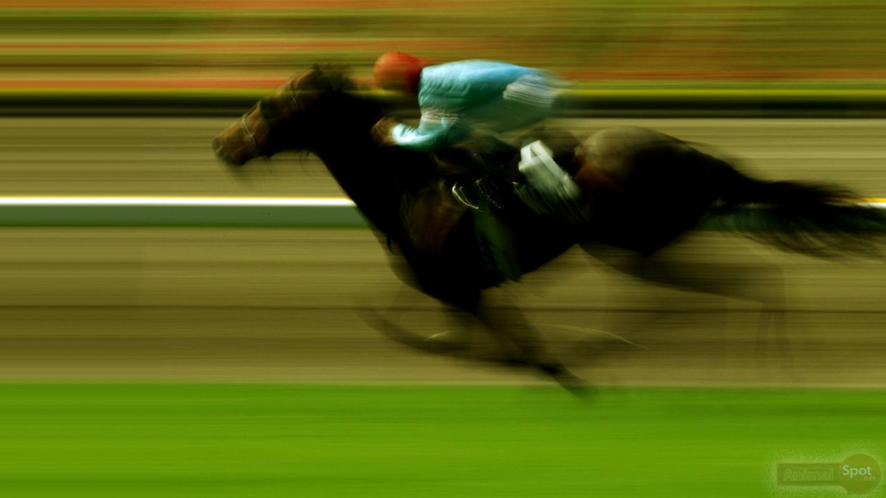1280x720 Horse Racing Wallpaper HD Wallpaper