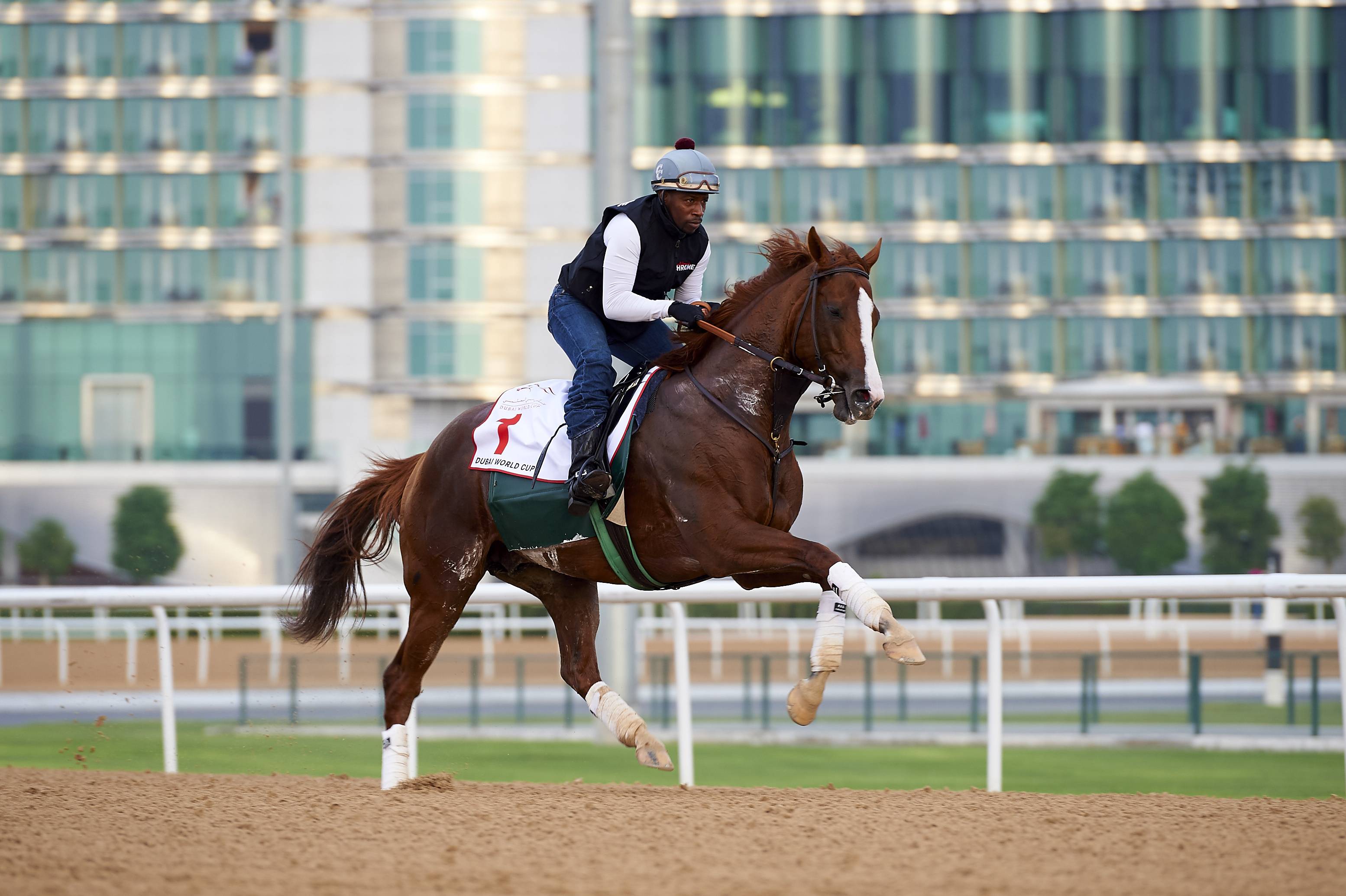 Дубайские скачки. Скачки на лошадях. Лошадь скачет. Лошадь галоп. Конный спорт в Дубае.
