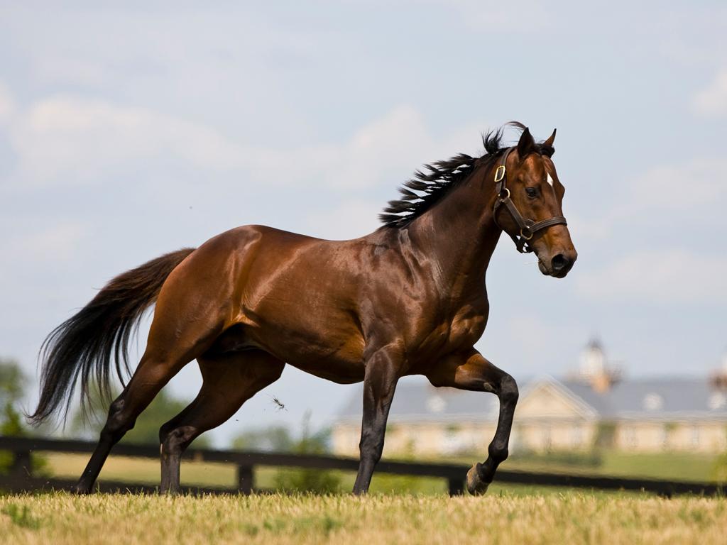 1024x768 Beautiful Horse Racing Wallpaper 23[1]