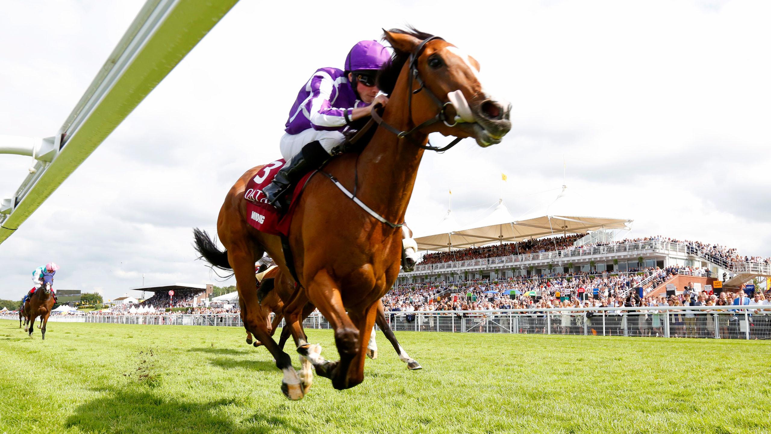 2560x1440 Racehorse Wallpaper