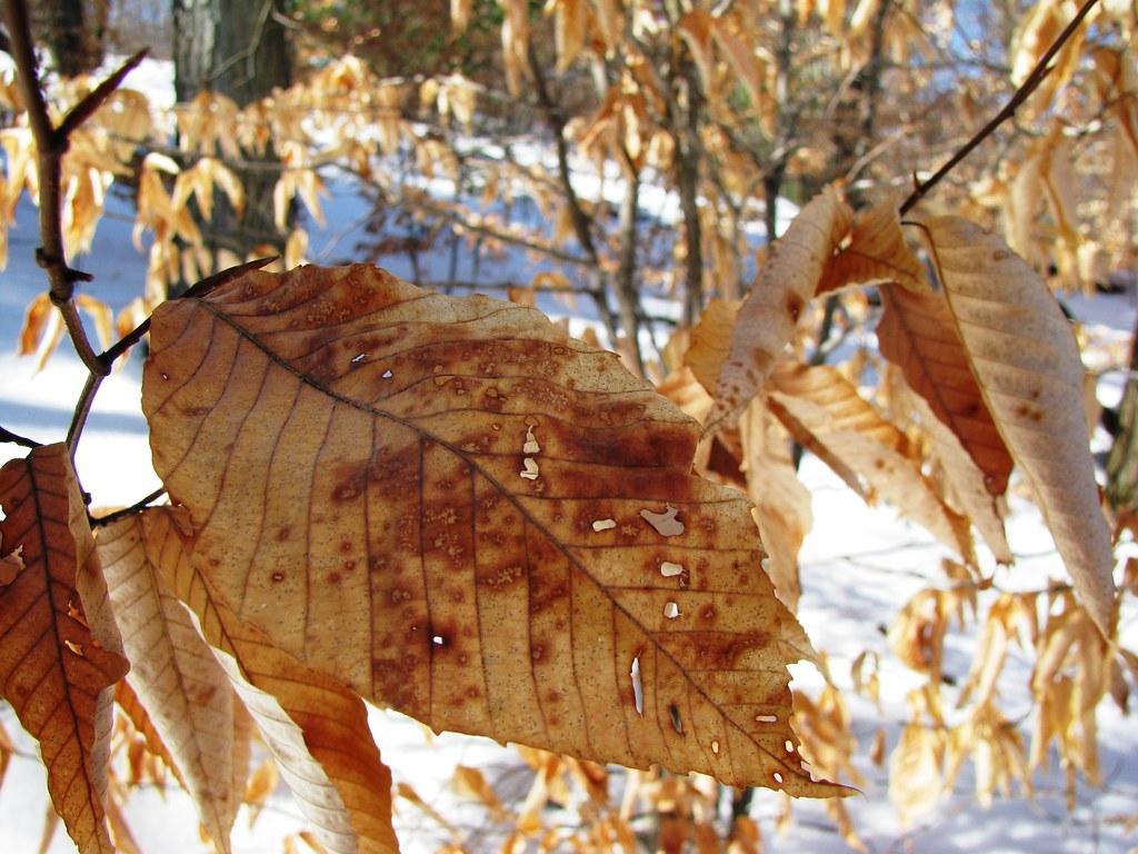 1024x768 Lonely winter walk