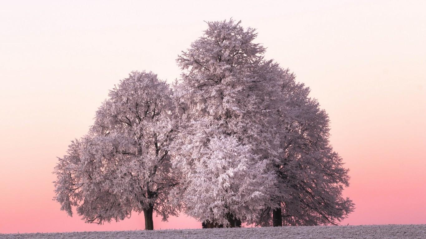 1366x768 Download 1366x768 Tree, Field, Lonely, Winter Wallpaper for Laptop, Notebook