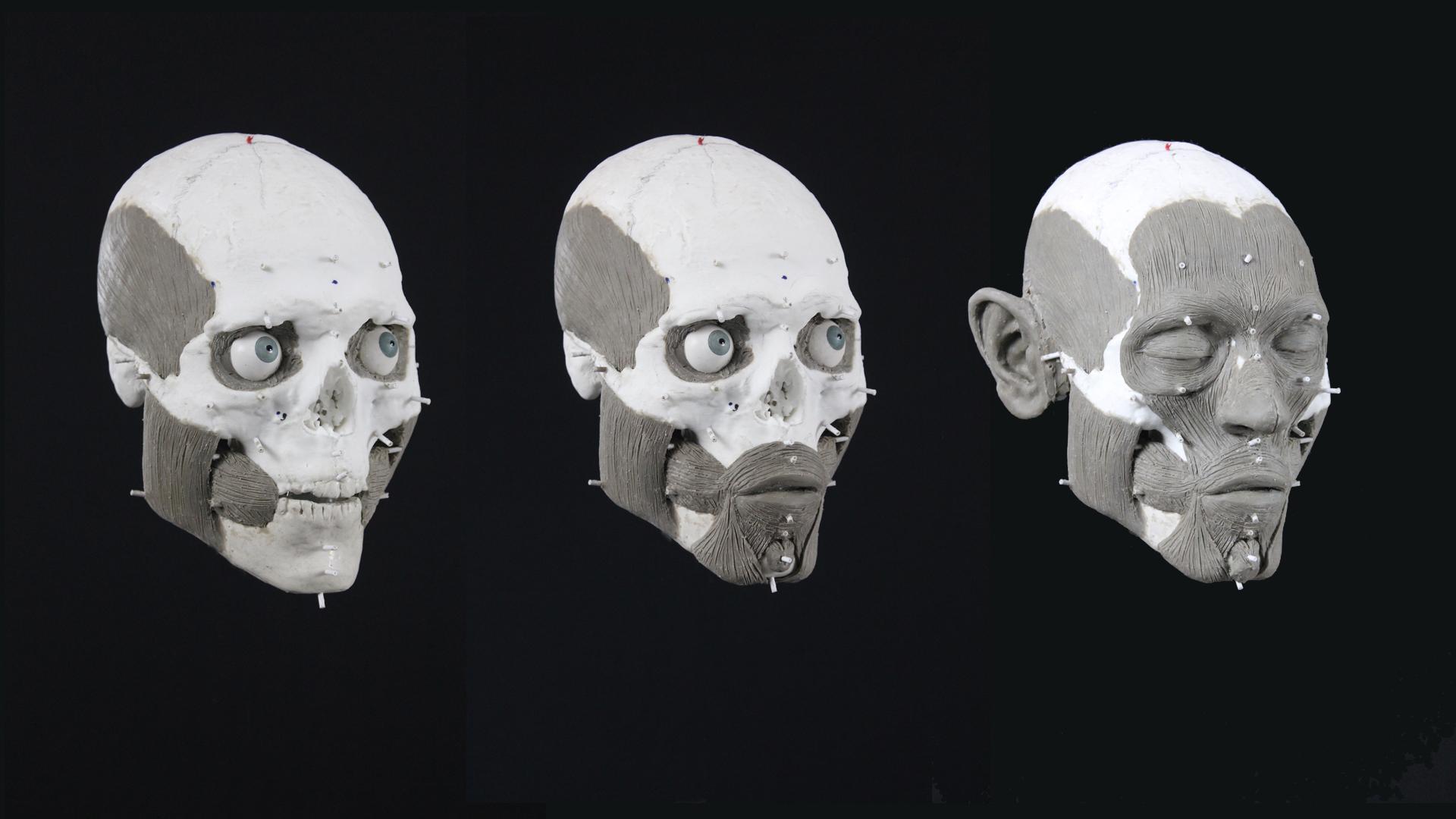 1920x1080 skull live wallpaper 3D, face, head, jaw, chin, skull, bone, human, anthropology, temple