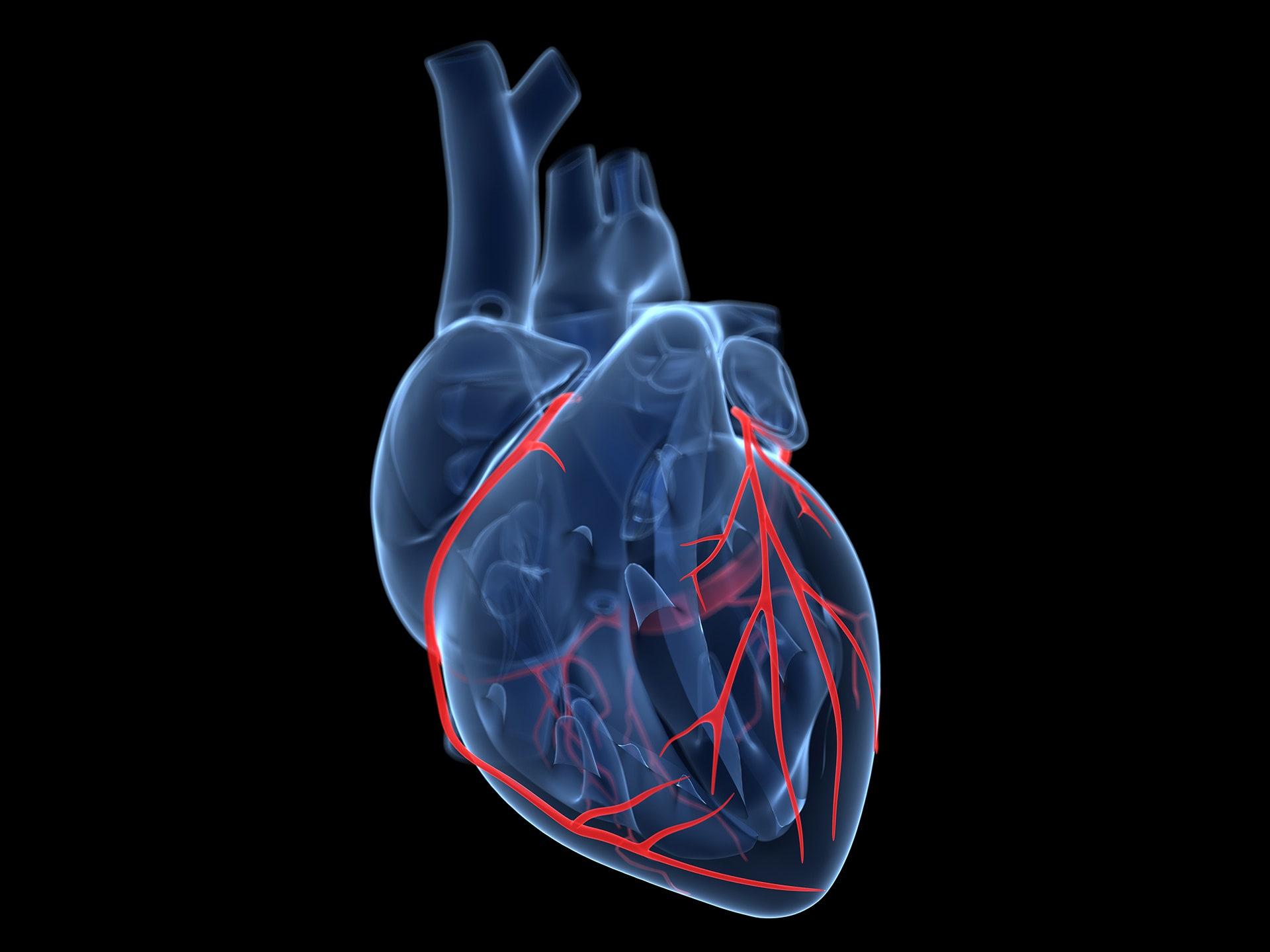 Tuned heart. Врожденные пороки сердца анатомия. Сердце анатомия.