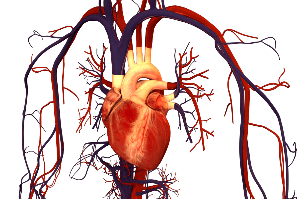 1200x800 Cyborg cardiac patch offers alternative to heart transplants
