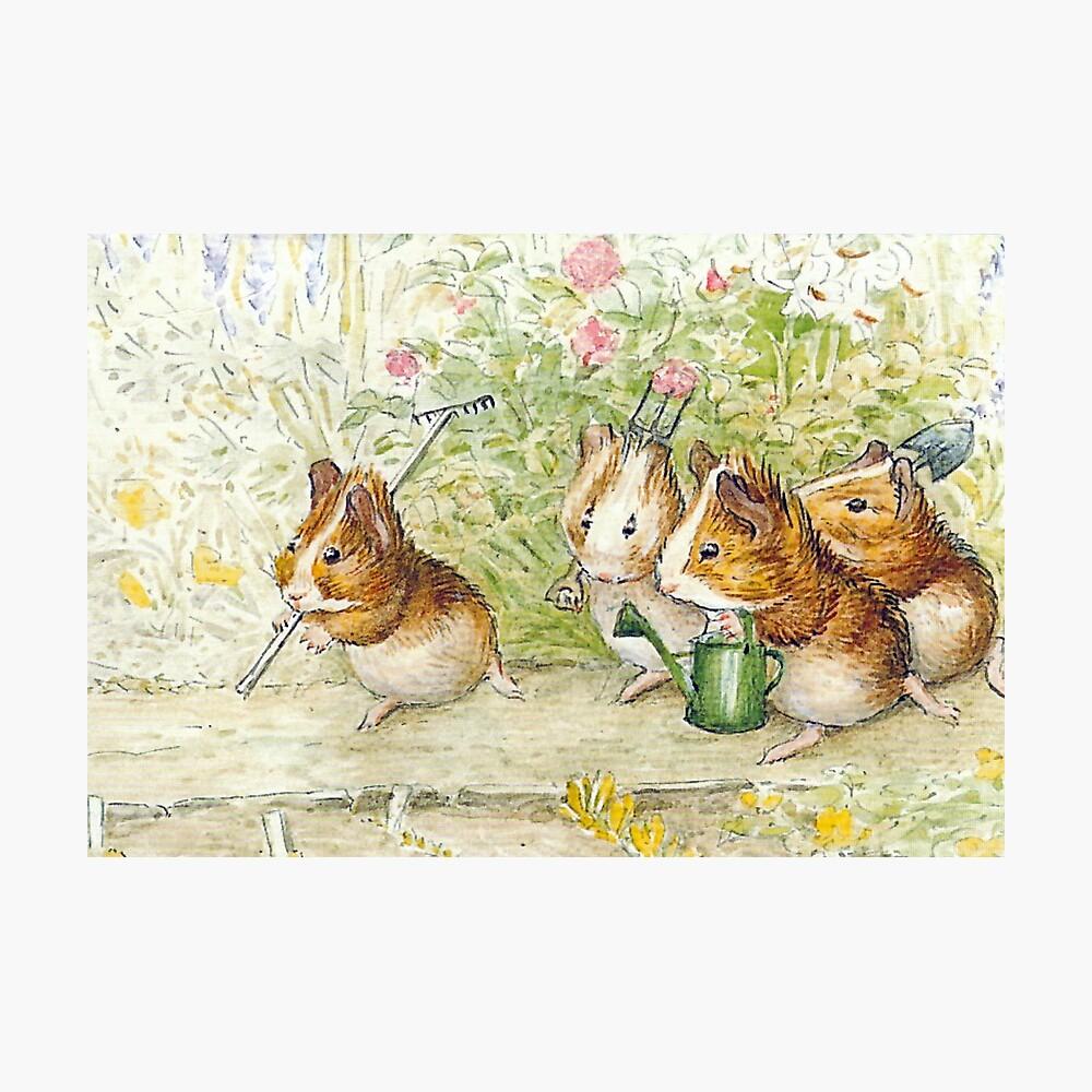 1000x1000 The Beatrix Potter Society's National Gardening Day These lovely guinea pig are drawn by Beatrix Potter for her book Cecily Parsley's Nursery Rhymes What are you doing in your