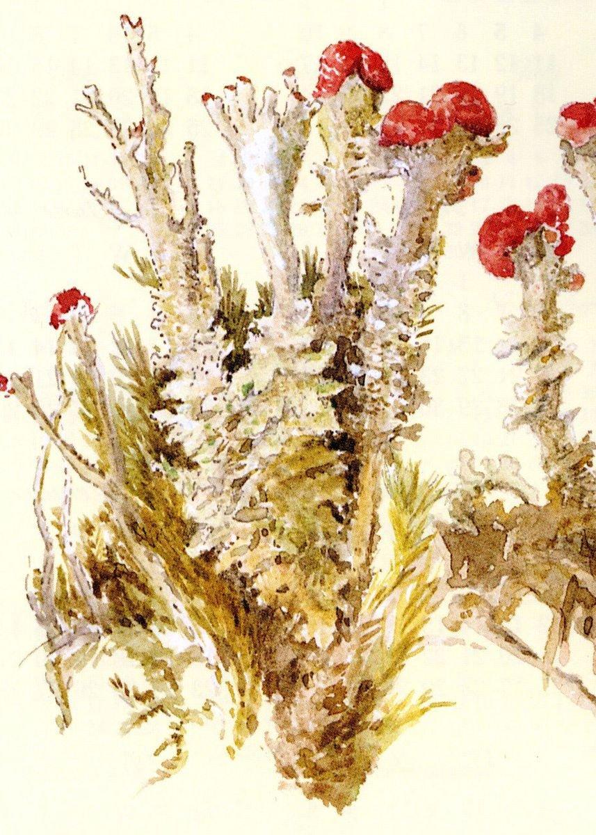 857x1200 Fungi by Beatrix Potter' Poster