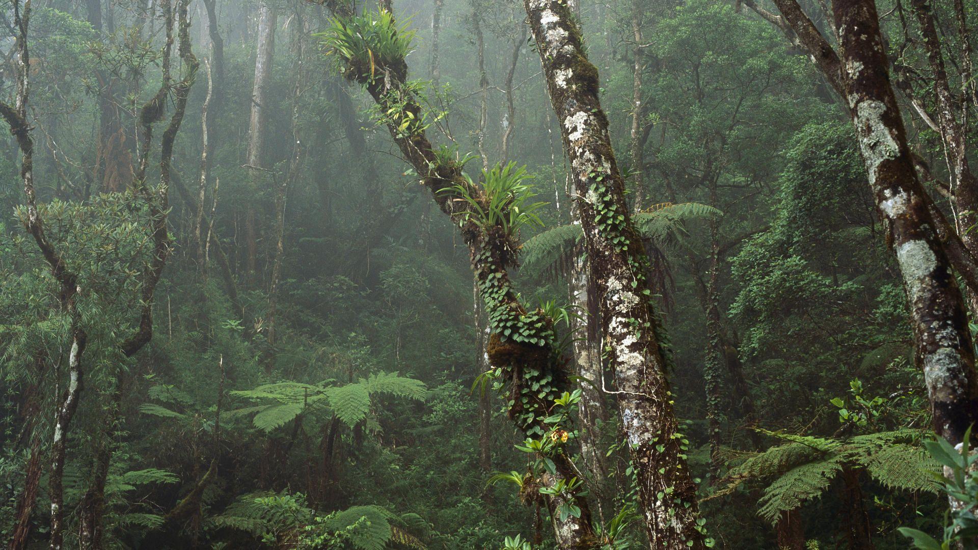 1920x1080 Nature: Cloud Forest, Mount Kinabalu National Park, Borneo, Malaysia, picture nr