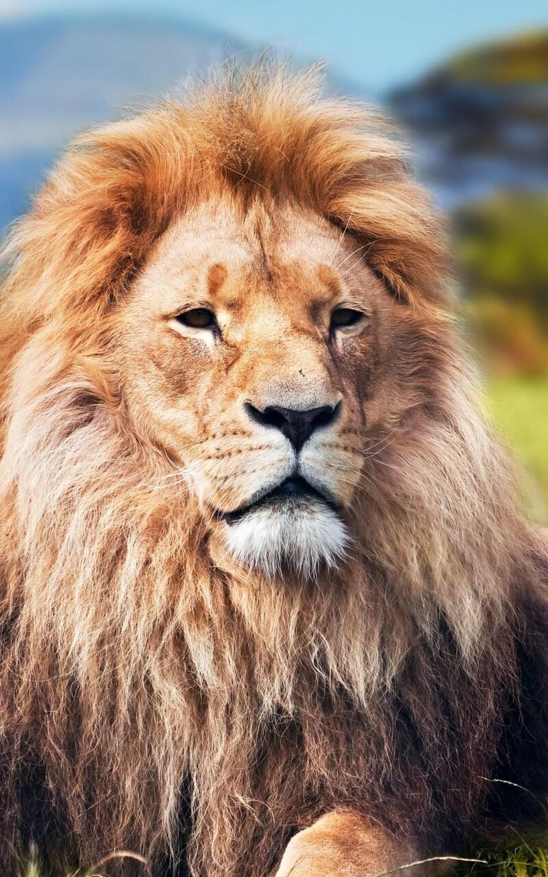 800x1280 Lion 4k Nexus Samsung Galaxy Tab Note Android Tablets HD 4k Wallpaper, Image, Background, Photo and Picture