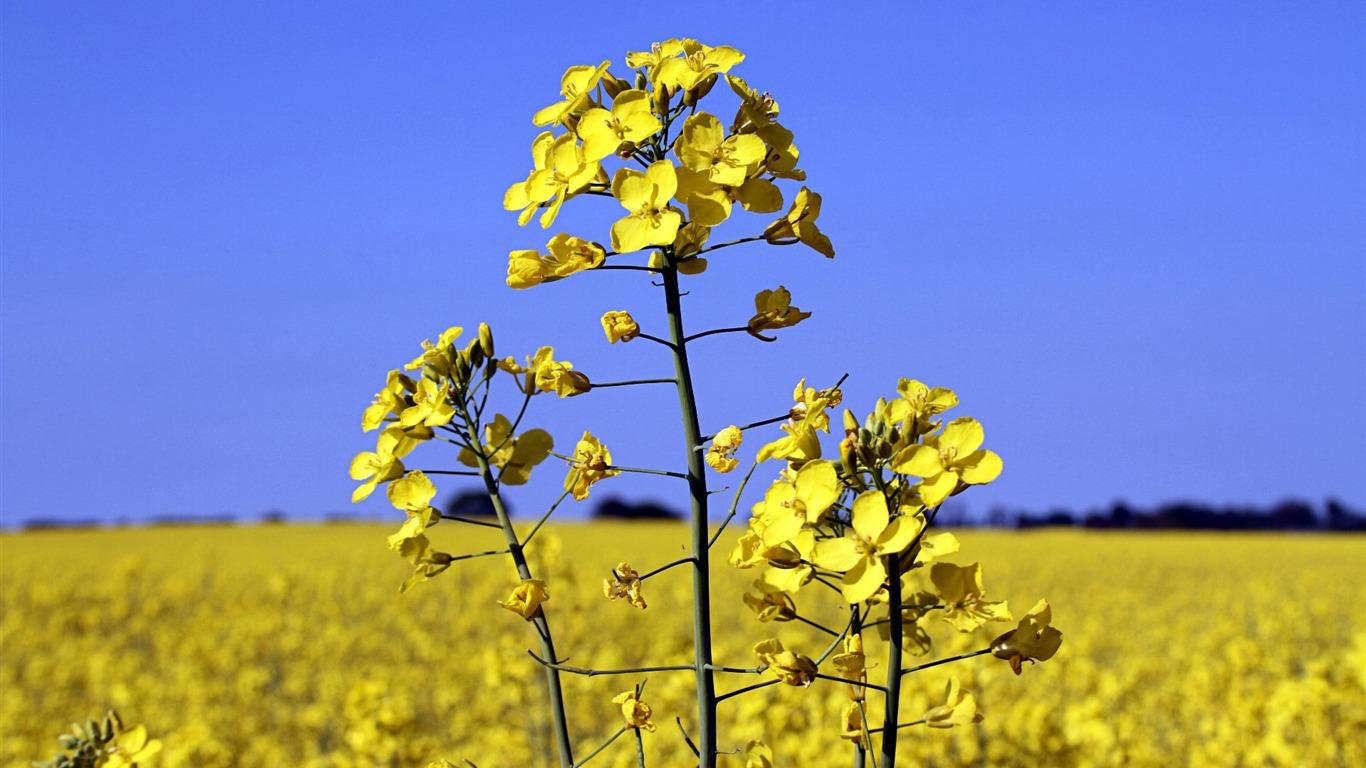 Canola Wallpapers - Top Free Canola Backgrounds - WallpaperAccess